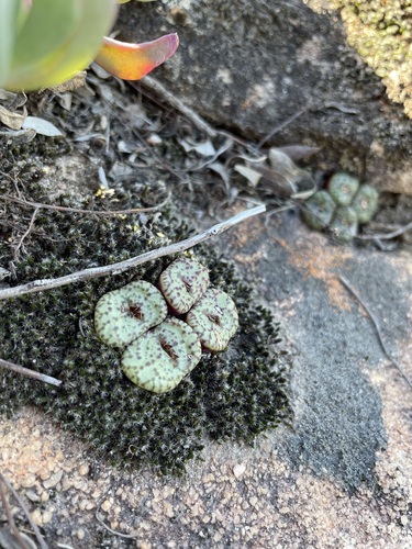Conophytum obcordellum (Conophytum obcordellum)