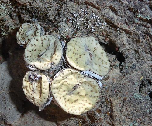 Conophytum obcordellum (Conophytum obcordellum)