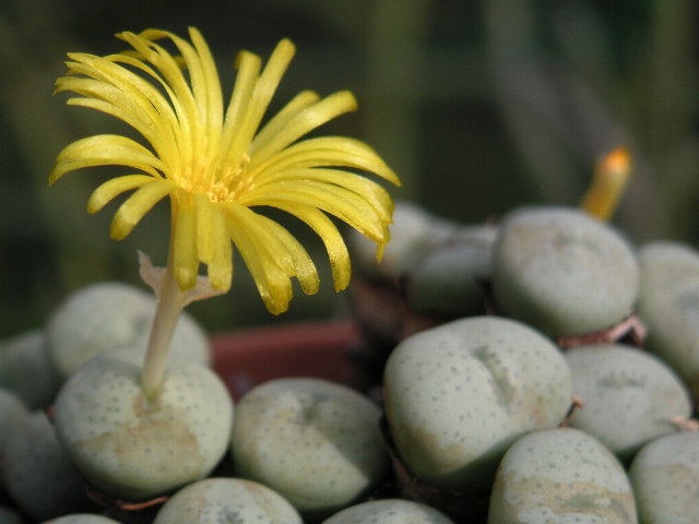 Conophytum obcordellum: Personnal collection