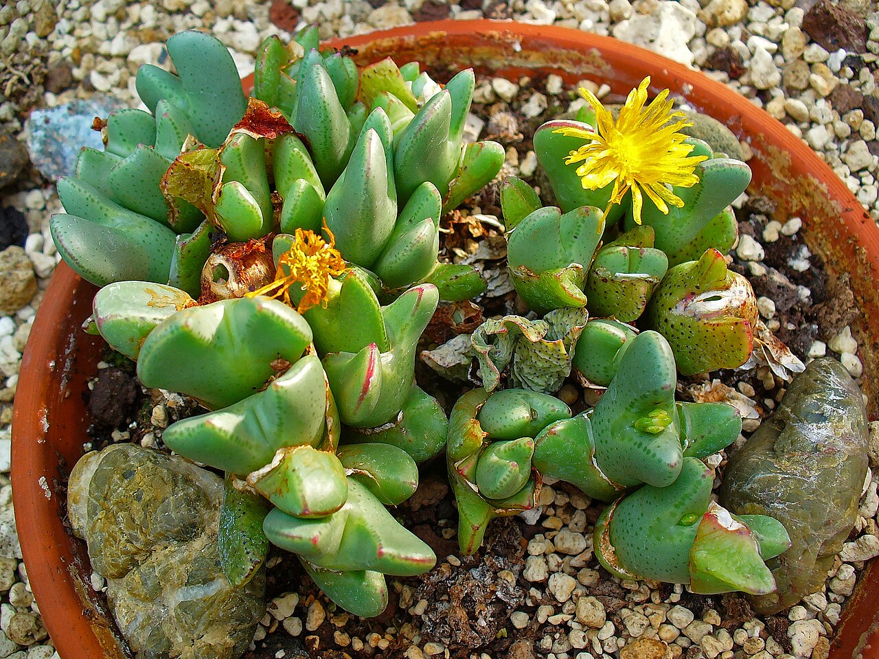 Conophytum obscurum: Conophytum obscurum , Aizoaceae, habitus; Botanical Garden KIT, Karlsruhe, Germany.