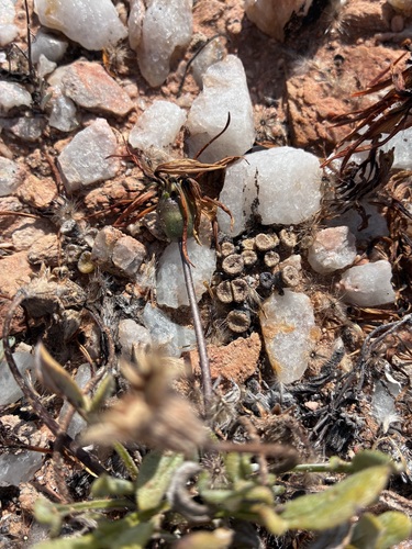 Conophytum obscurum (Conophytum obscurum)