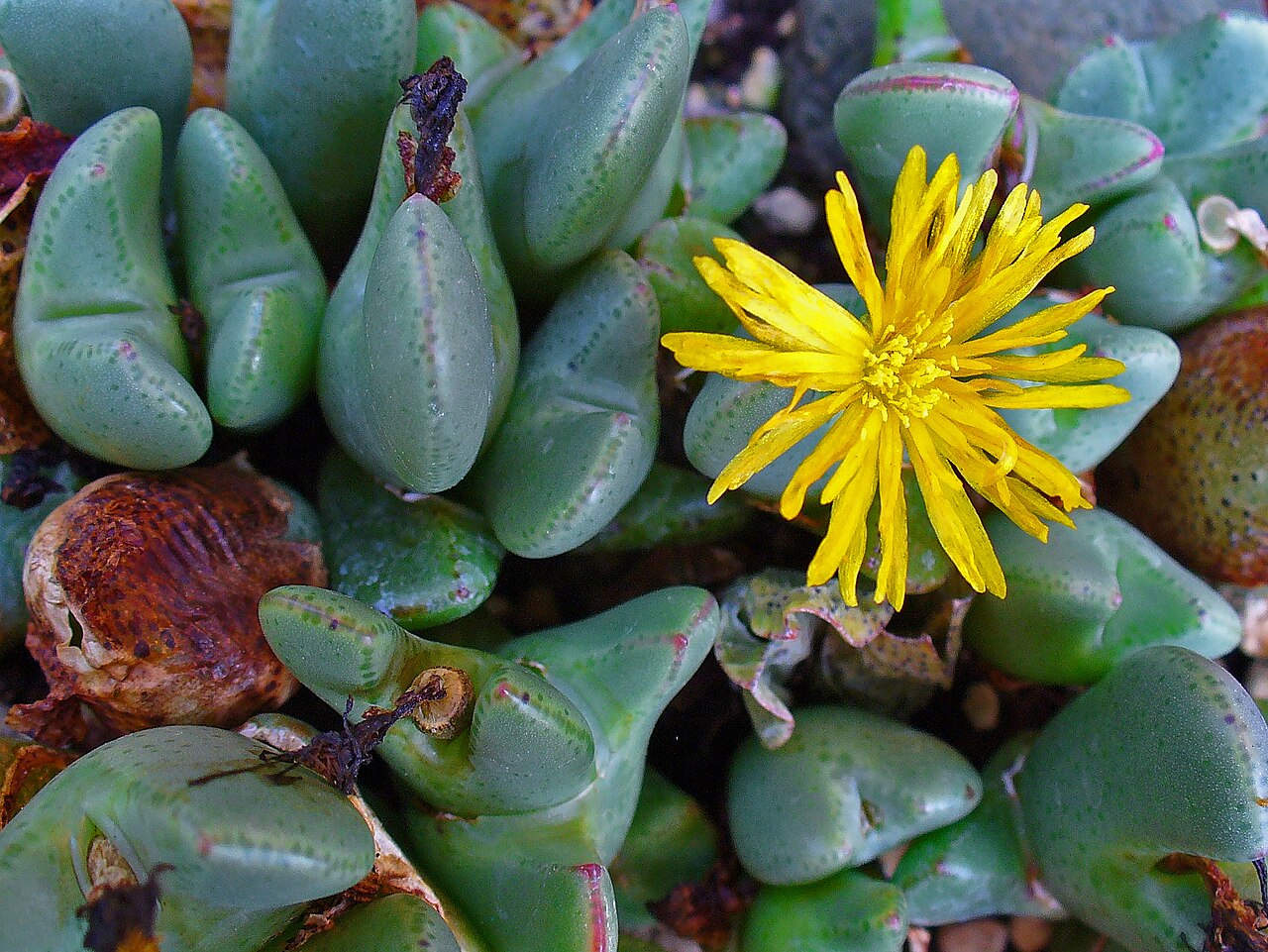 Conophytum obscurum: Conophytum obscurum , Aizoaceae, flower; Botanical Garden KIT, Karlsruhe, Germany.