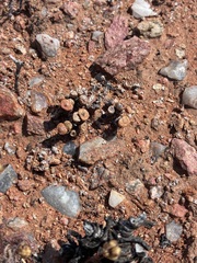 Conophytum obscurum (Conophytum obscurum)