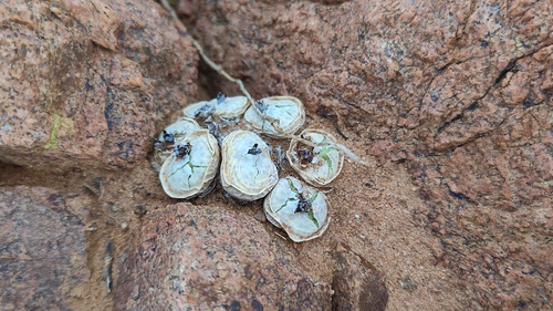 Conophytum pageae (Conophytum pageae)