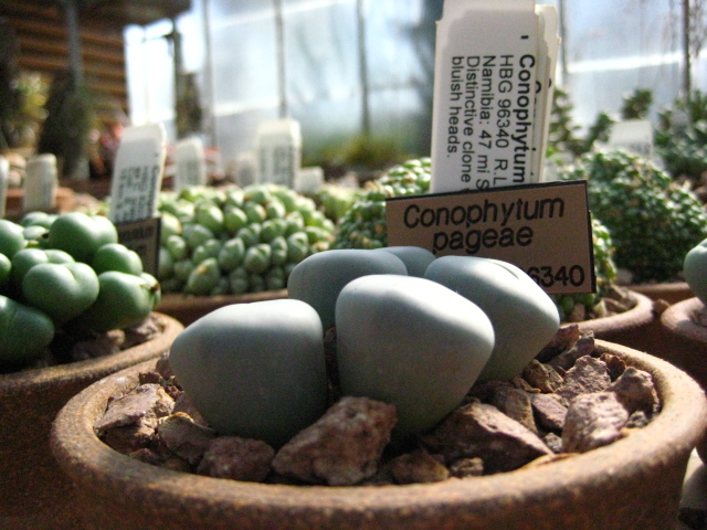 Conophytum pageae: Conophytum pageae