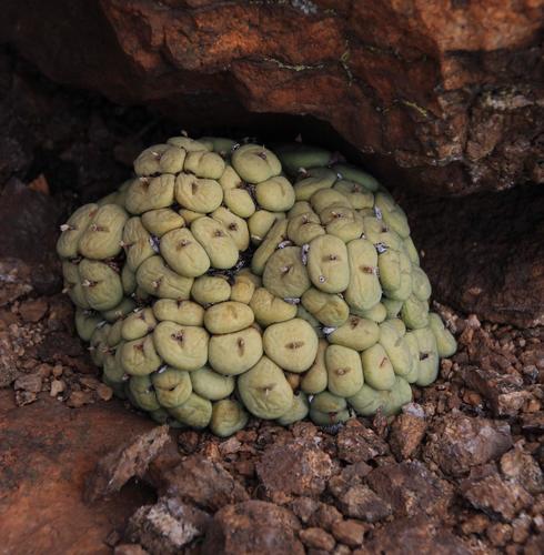 Conophytum pageae (Conophytum pageae)