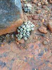 Conophytum pageae (Conophytum pageae)
