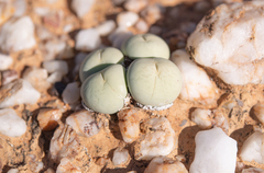Conophytum pageae (Conophytum pageae)