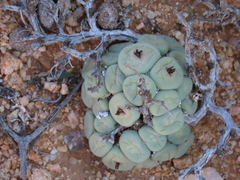 Conophytum pageae (Conophytum pageae)