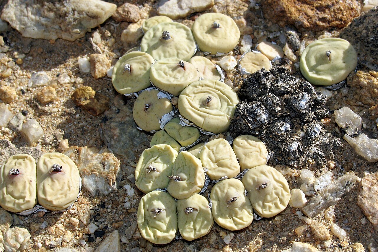 Conophytum pageae: IVO Springbok, Nama Khoi Municipality, Namakwa, Namakwaland, Northern Cape, South Africa.