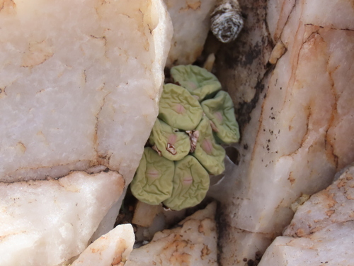 Conophytum pageae (Conophytum pageae)