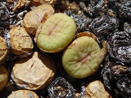 Conophytum pageae (Conophytum pageae)