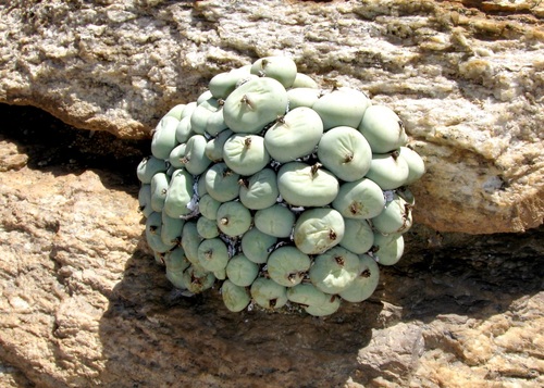 Conophytum pageae (Conophytum pageae)