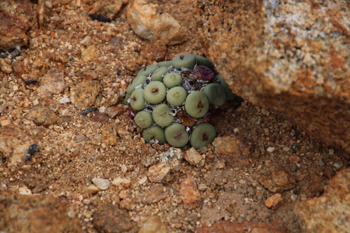 Conophytum pageae (Conophytum pageae)