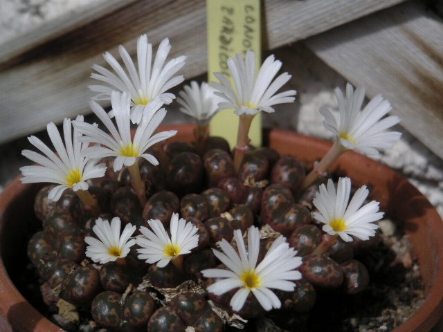 Conophytum pellucidum: Personnal collection