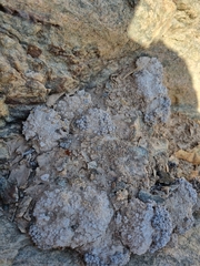 Conophytum saxetanum (Conophytum saxetanum)