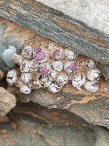 Conophytum saxetanum (Conophytum saxetanum)