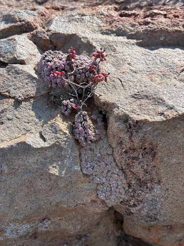 Conophytum saxetanum (Conophytum saxetanum)