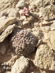 Conophytum saxetanum (Conophytum saxetanum)