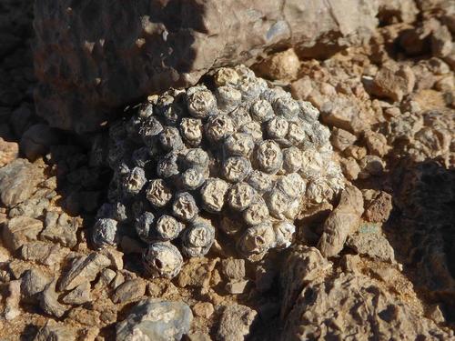 Conophytum saxetanum (Conophytum saxetanum)