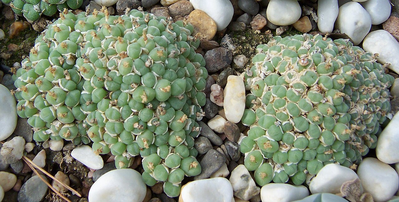 Conophytum saxetanum: Conophytum saxetanum ssp. misellum same as File:Conophytum piluliforme var archeri.jpg one is incorrect!
