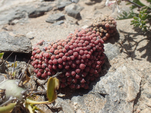 Conophytum saxetanum (Conophytum saxetanum)