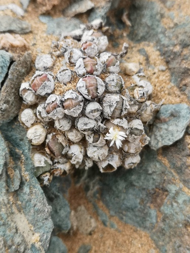 Conophytum saxetanum (Conophytum saxetanum)