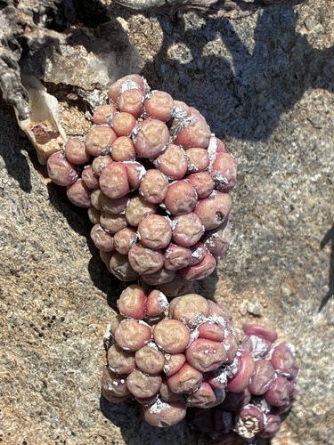 Conophytum saxetanum (Conophytum saxetanum)