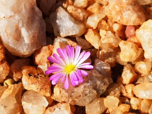 Conophytum smorenskaduense (Conophytum smorenskaduense)