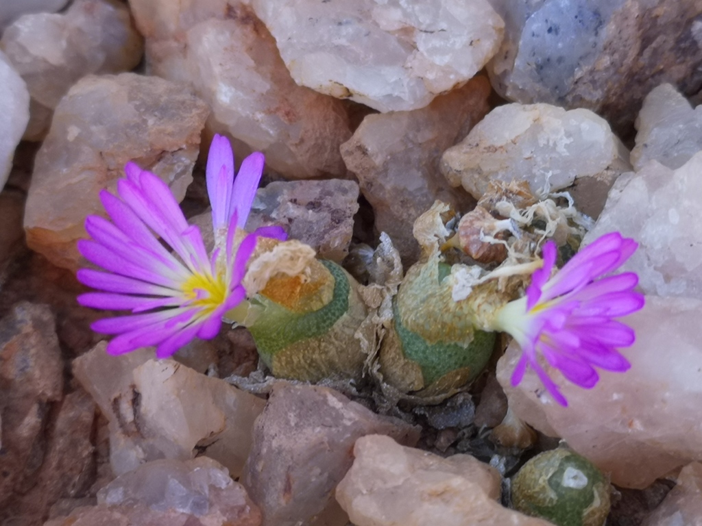 Conophytum smorenskaduense (Conophytum smorenskaduense)