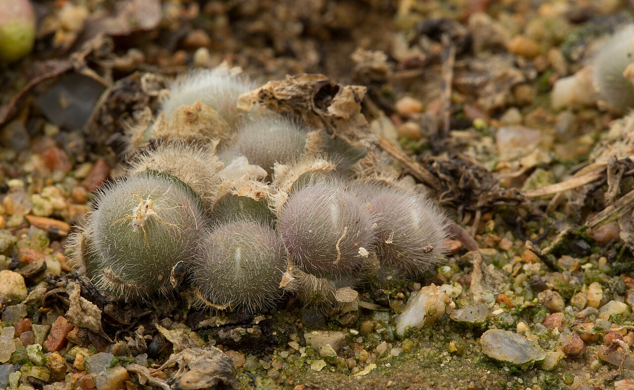 Conophytum stephanii: Small Conophytum from the Steinkopf district, South Africa. This plant is a cultivated specimen.