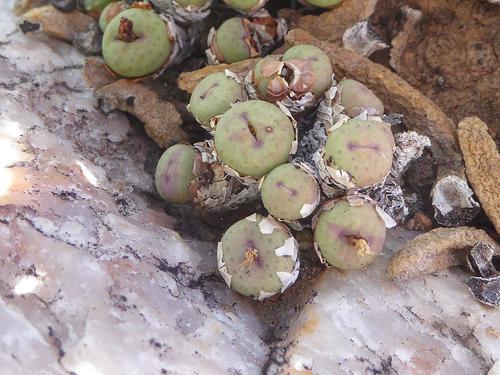 Conophytum stevens-jonesianum (Conophytum stevens-jonesianum)