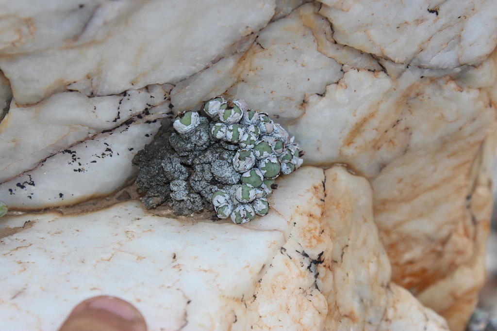 Conophytum stevens-jonesianum (Conophytum stevens-jonesianum)