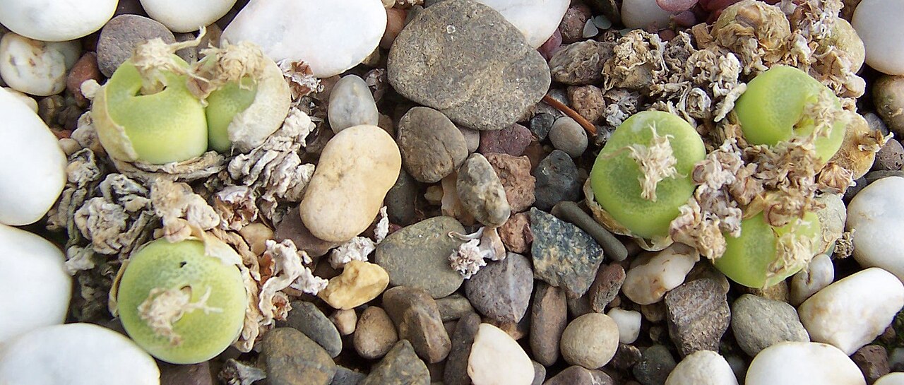 Conophytum subfenestratum: Conophytum pillansii