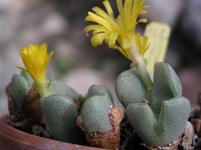 Conophytum taylorianum: Personnal collection