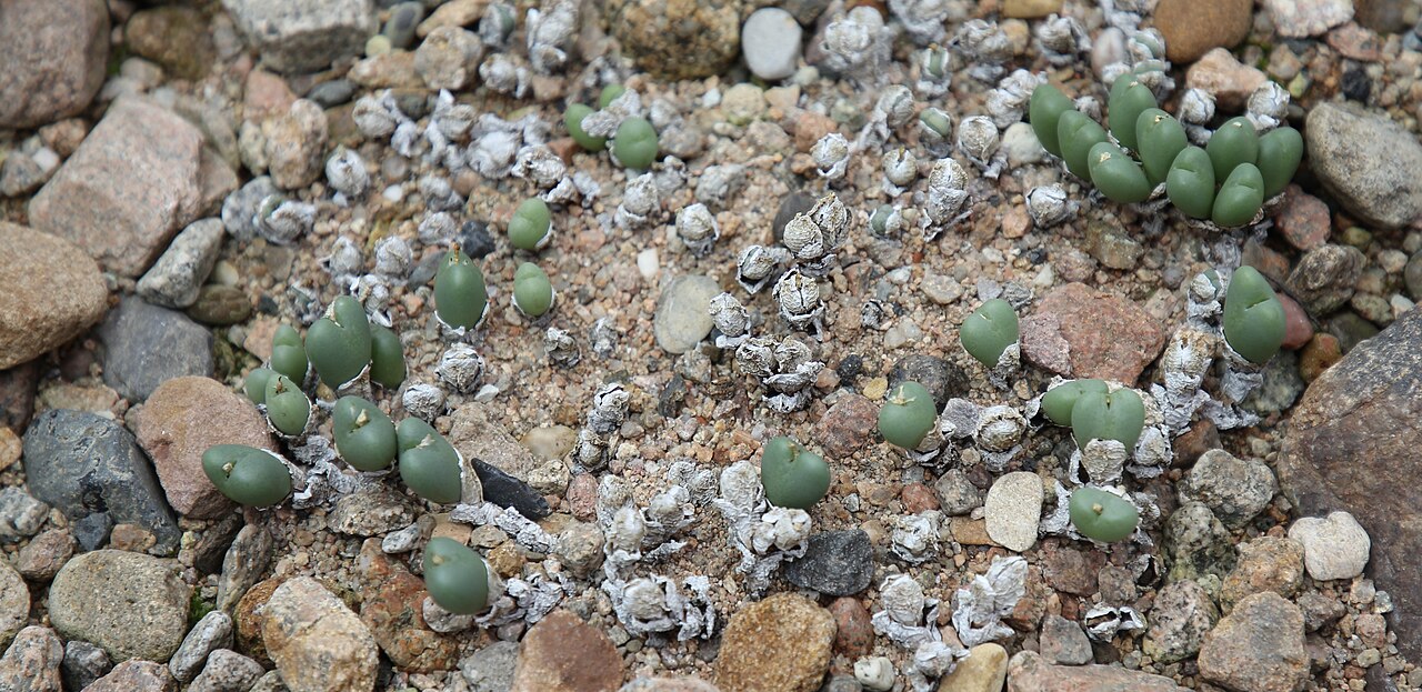 Conophytum taylorianum: Conophytum taylorianum in the botanical garden of the University of Basel, Switzerland