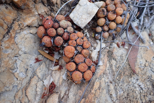 Conophytum truncatum (Conophytum truncatum)