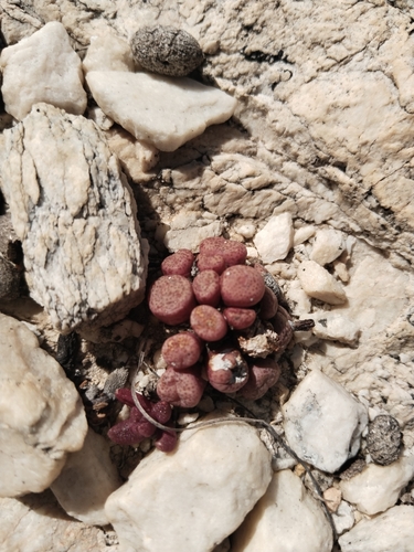 Conophytum truncatum (Conophytum truncatum)