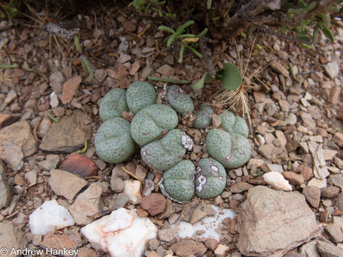 Conophytum truncatum (Conophytum truncatum)