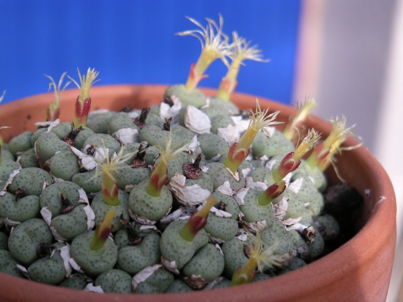 Conophytum truncatum: Personnal collection