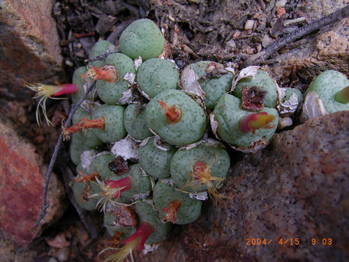 Conophytum truncatum (Conophytum truncatum)