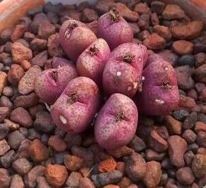 Conophytum truncatum: Conophytum truncatum var. wiggettiae – South Africa