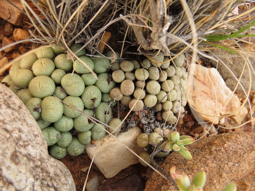 Conophytum truncatum (Conophytum truncatum)