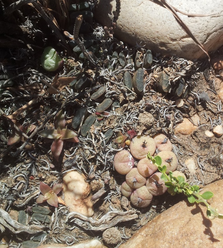 Conophytum truncatum: Conophytum truncatum and haworthia truncata - oudtshoorn