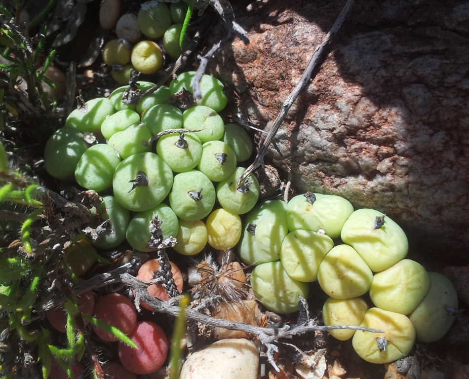 Conophytum truncatum: Conophytum truncatum - oudtshoorn