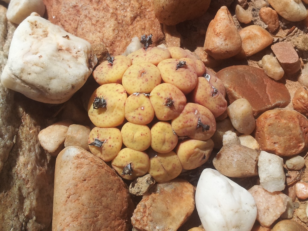 Conophytum truncatum: Conophytum truncatum - oudtshoorn