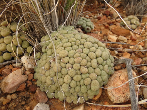 Conophytum truncatum (Conophytum truncatum)
