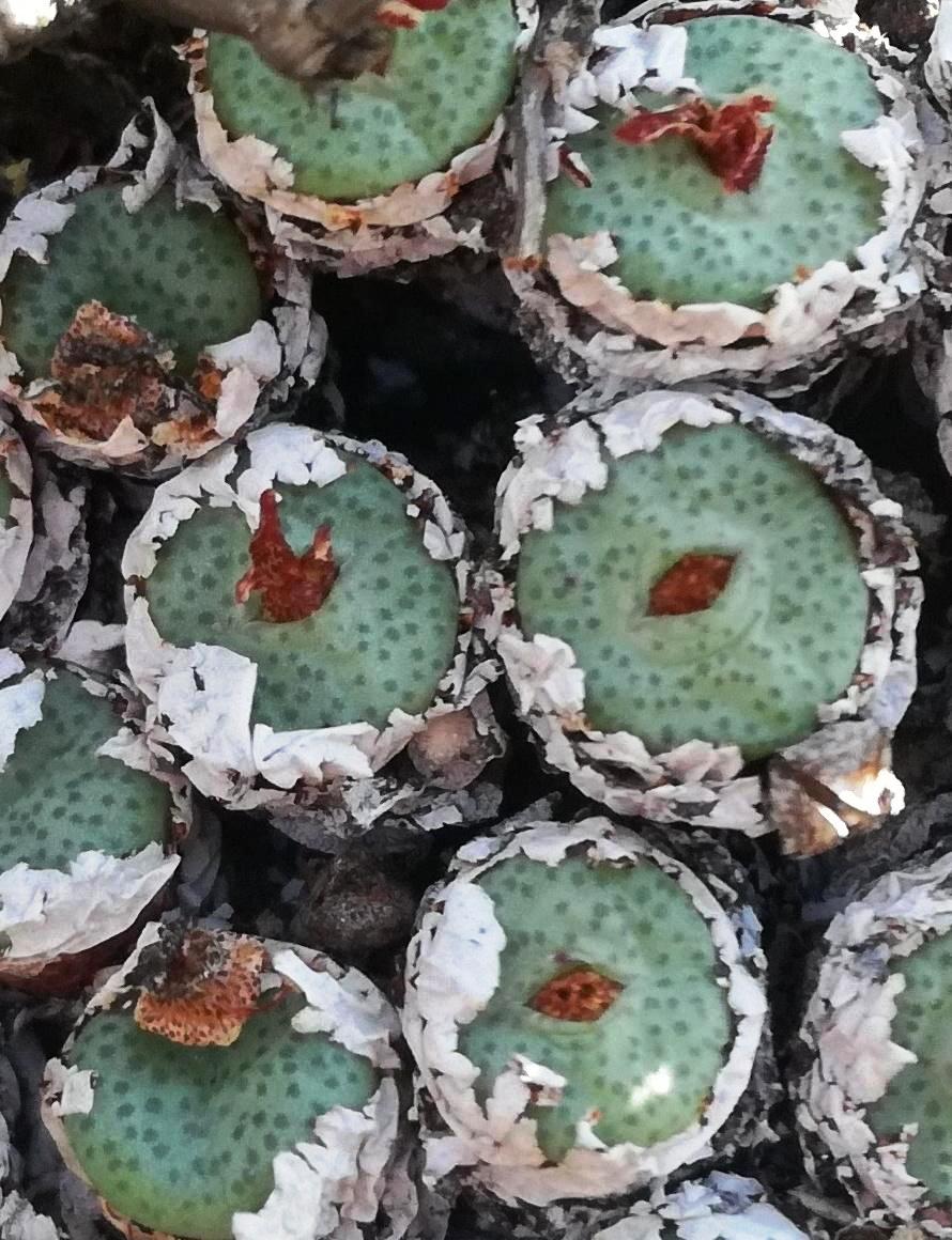 Conophytum truncatum: Conophytum truncatum - S Oudtshoorn