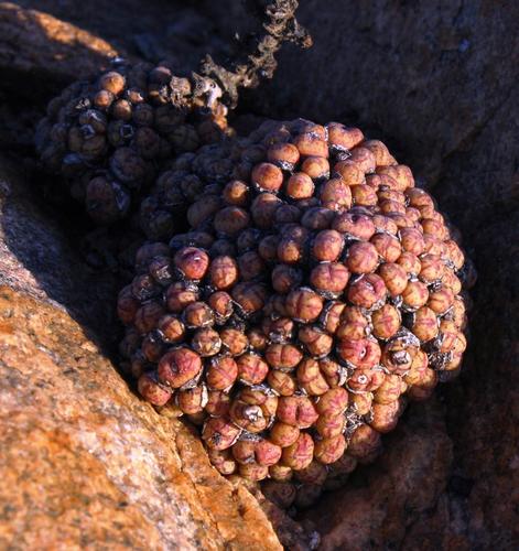 Conophytum uviforme (Conophytum uviforme)