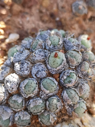 Conophytum uviforme (Conophytum uviforme)